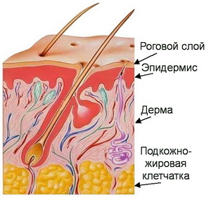 &Scy;&tcy;&rcy;&ocy;&iecy;&ncy;&icy;&iecy; &kcy;&ocy;&zhcy;&icy;